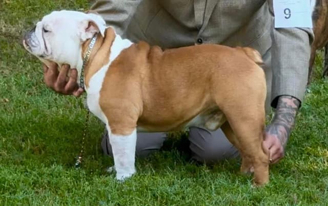 Bulldog Puppies Extensive background of Champions media 6