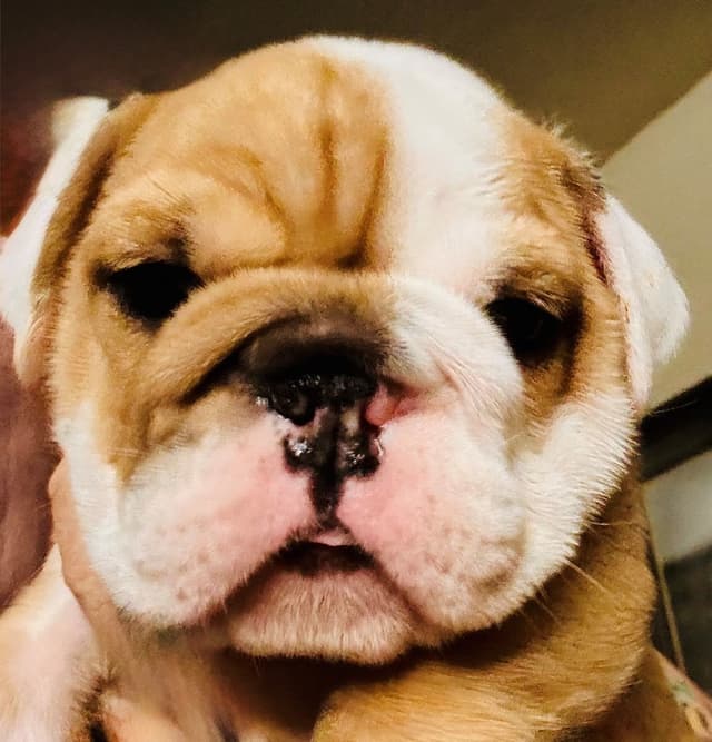 Bulldog Puppies Extensive background of Champions media 7