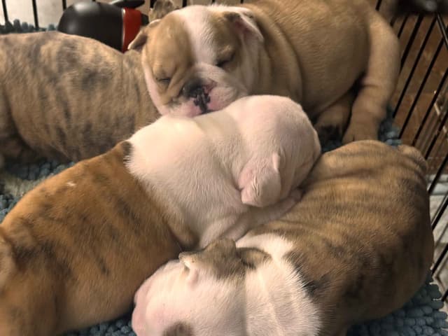 Bulldog Puppies Extensive background of Champions media 8