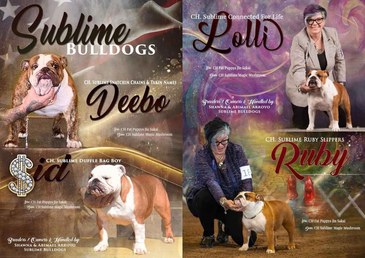 Bulldog Puppies Extensive background of Champions breeder image 1