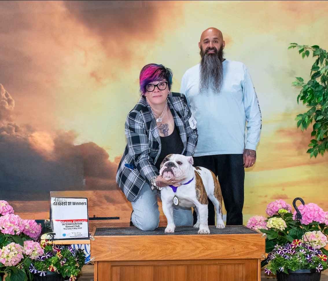 Bulldog Puppies Extensive background of Champions breeder image 5