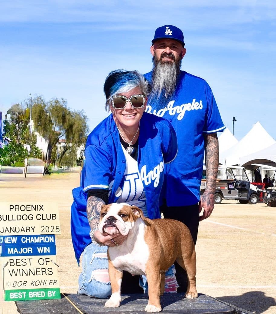 Bulldog Puppies Extensive background of Champions breeder image 7