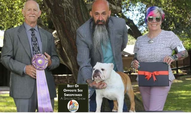 Bulldog Puppies Extensive background of Champions media 10