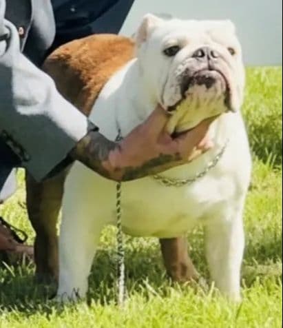 Bulldog Puppies Extensive background of Champions media 9