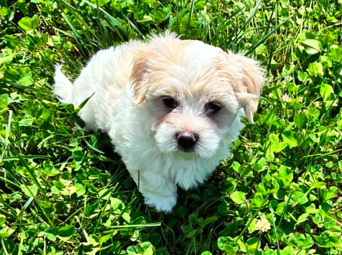 Coton de Tulear Puppies breeder image 1