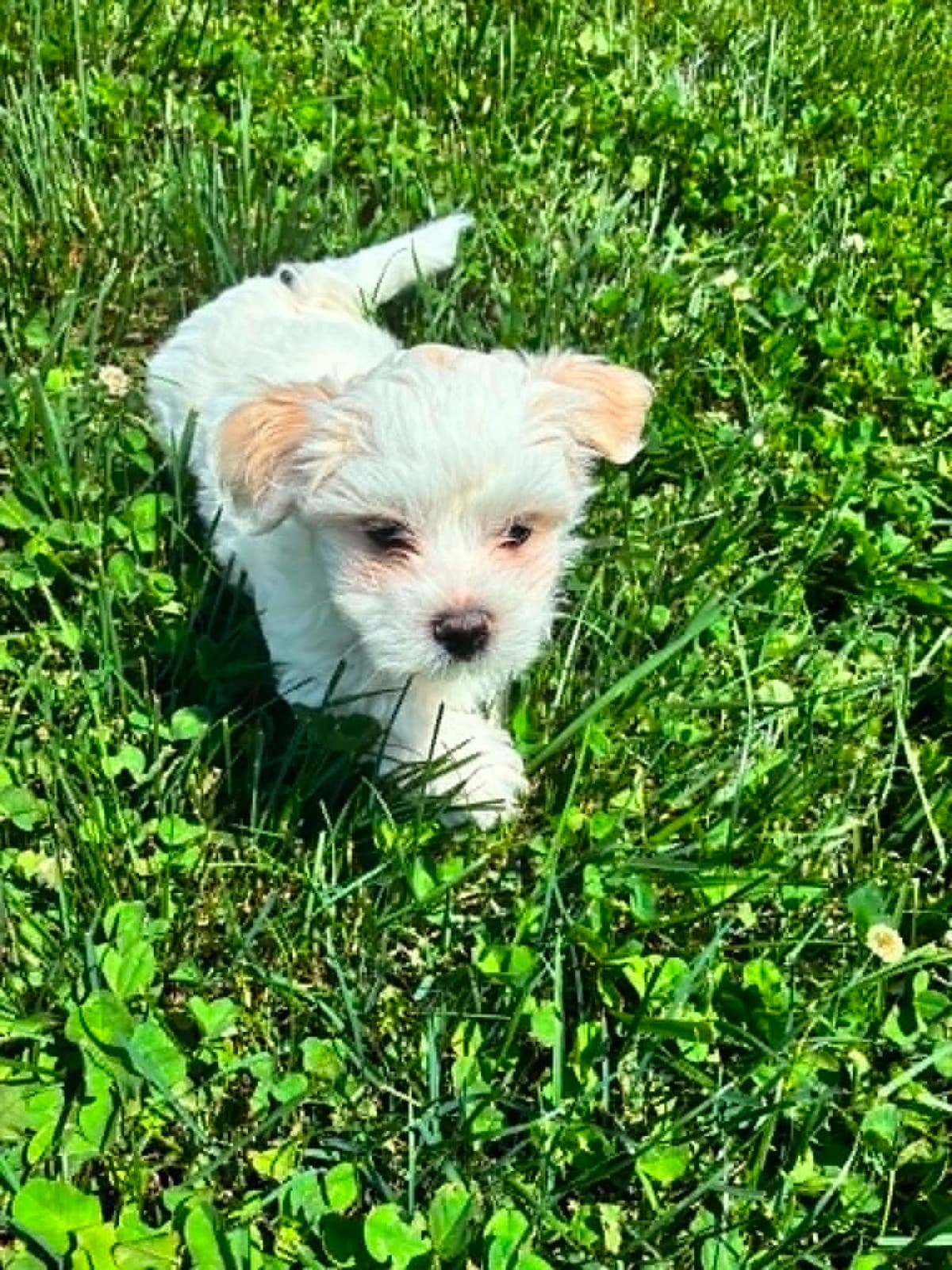 Coton de Tulear Puppies breeder image 3