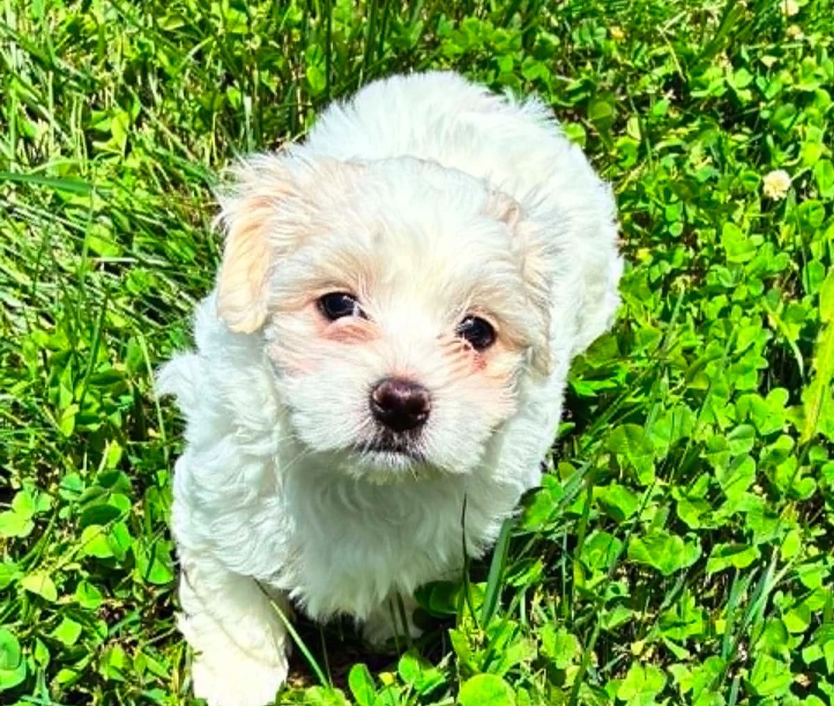 Coton de Tulear Puppies breeder image 5