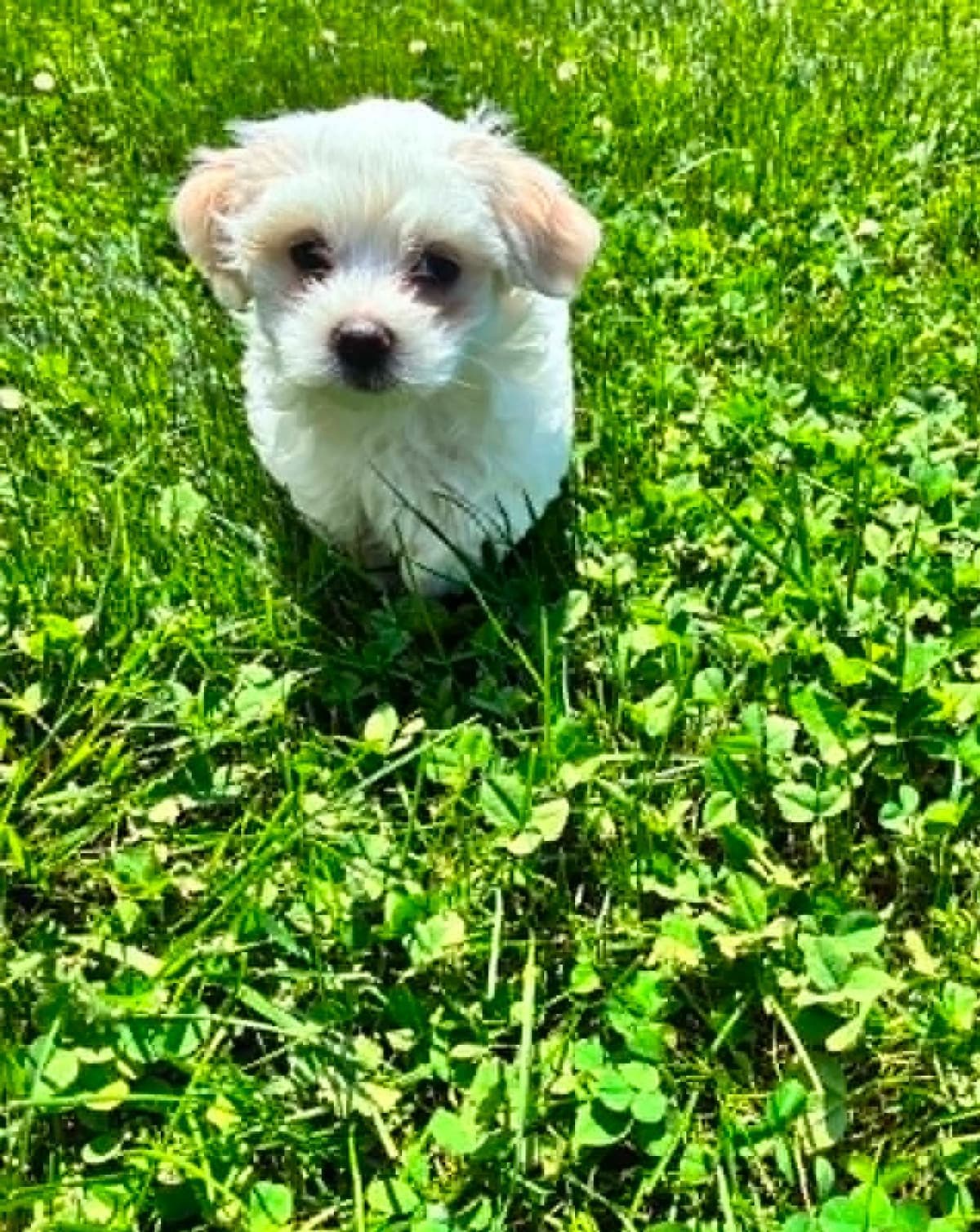 Coton de Tulear Puppies breeder image 4