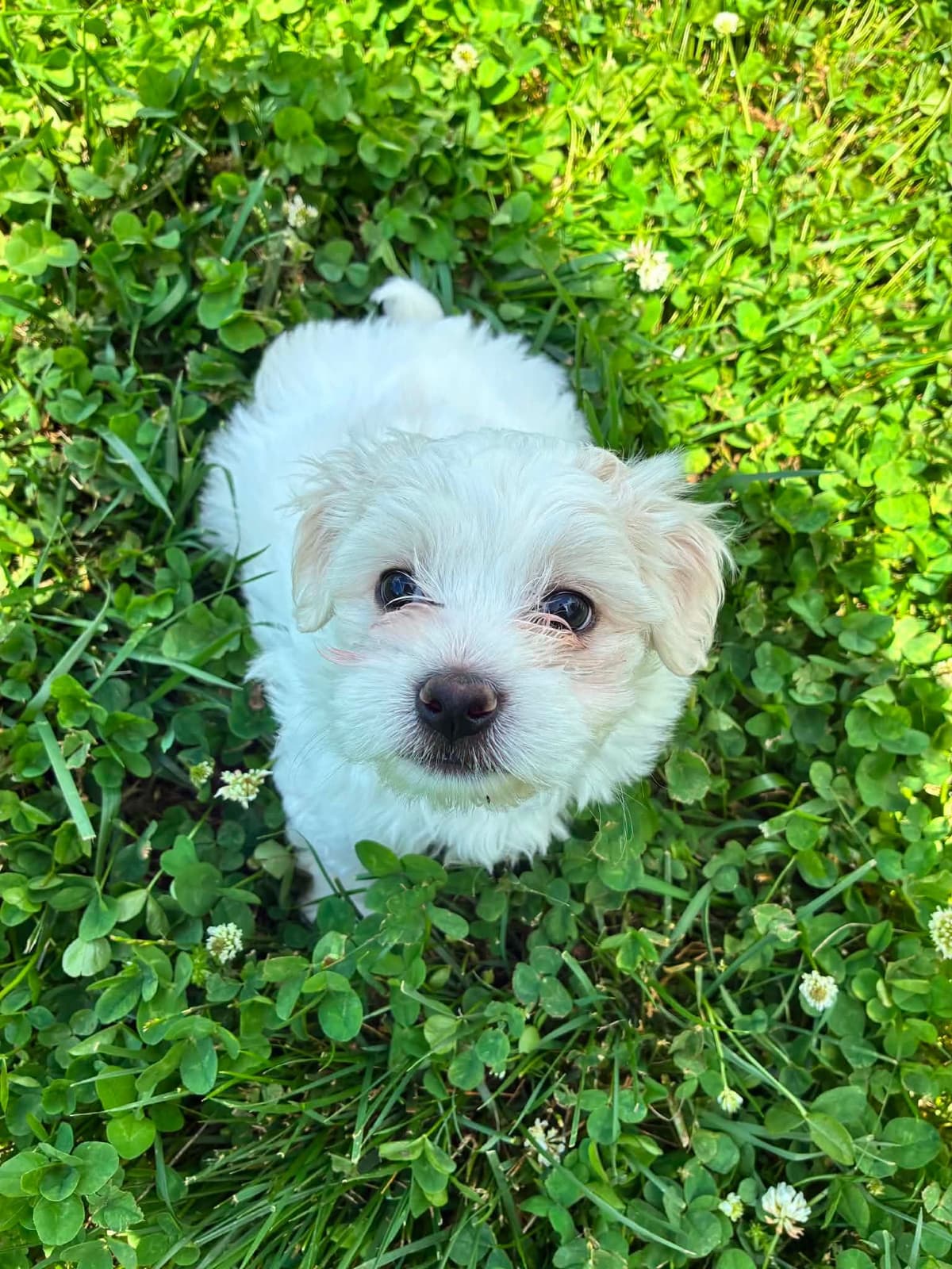 Coton de Tulear Puppies breeder image 6