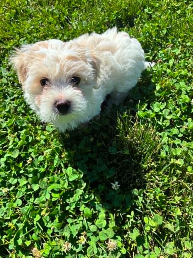 Coton de Tulear Puppies media 3