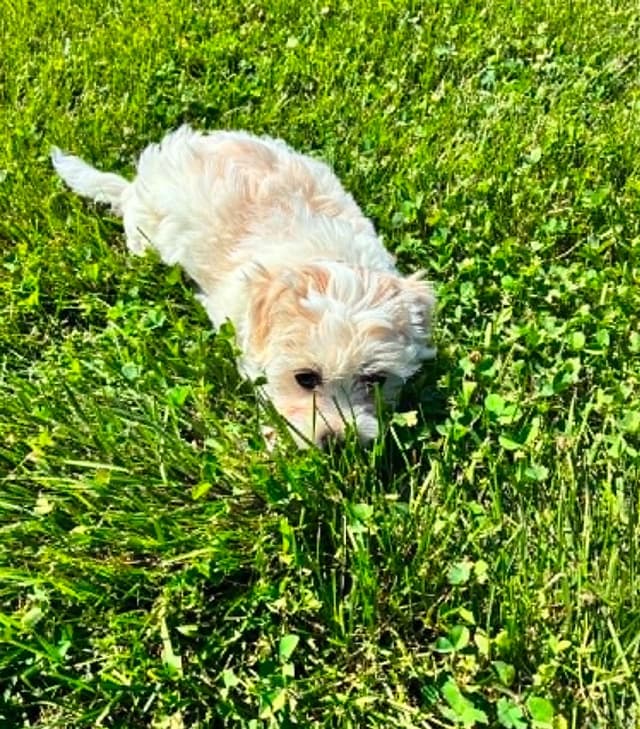 Coton de Tulear Puppies media 2