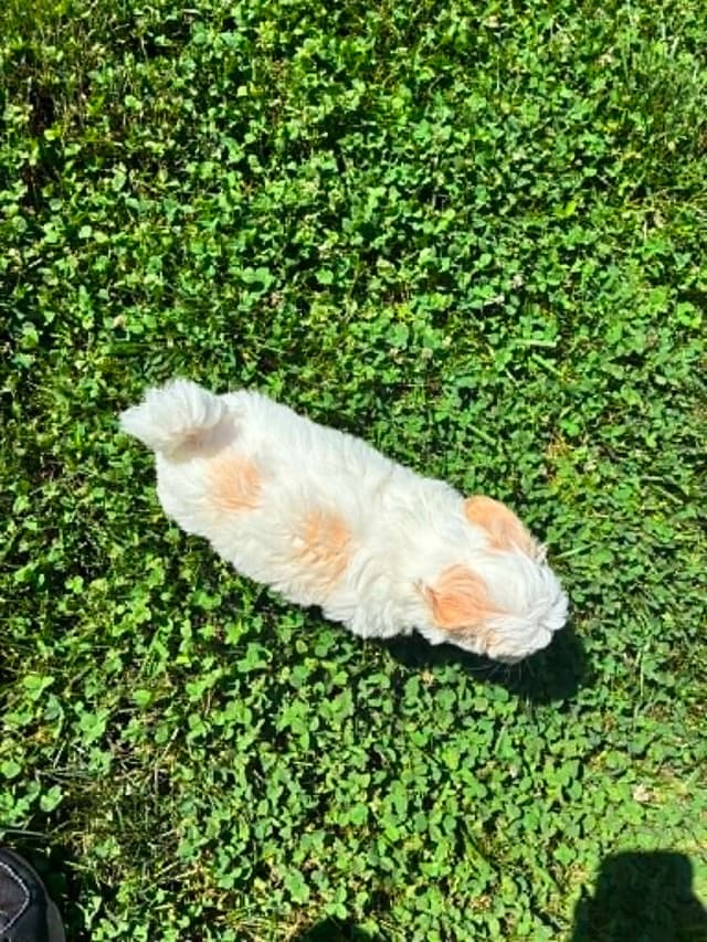 Coton de Tulear Puppies media 6