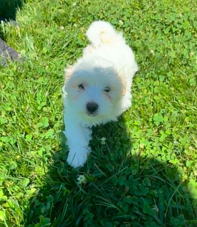 Coton de Tulear Puppies media 5