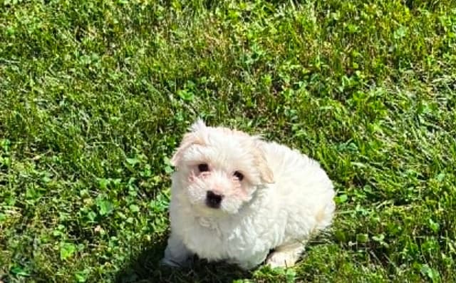 Coton de Tulear Puppies media 7