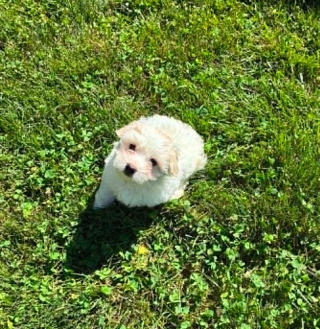 Coton de Tulear Puppies media 9