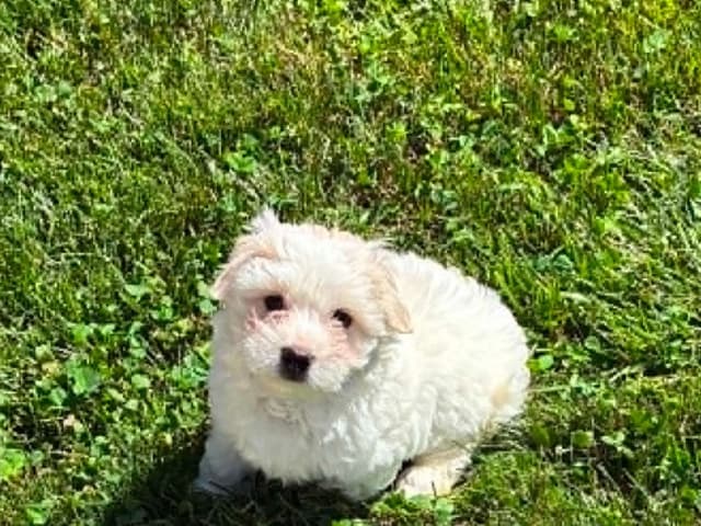 Coton de Tulear Puppies media 8