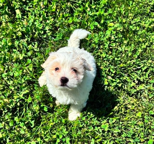 Coton de Tulear Puppies media 10