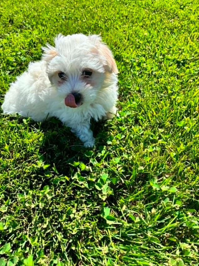 Coton de Tulear Puppies media 12