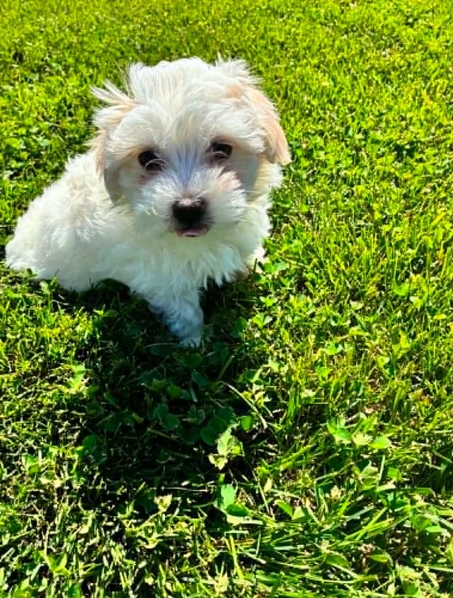 Coton de Tulear Puppies media 11
