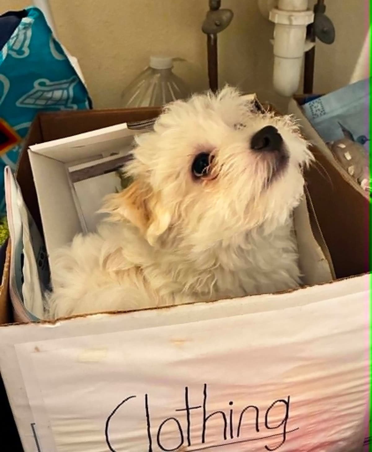 Coton de Tulear Puppies breeder image 7