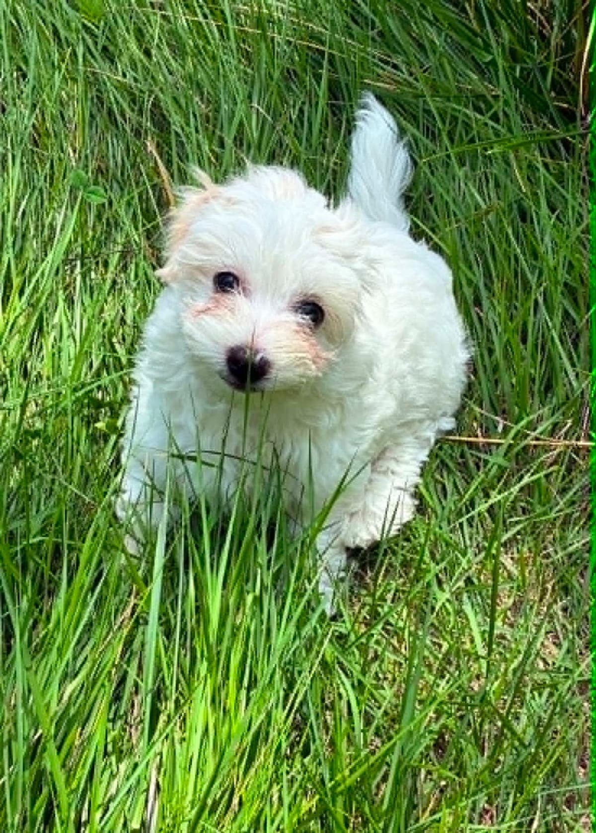 Coton de Tulear Puppies breeder image 9