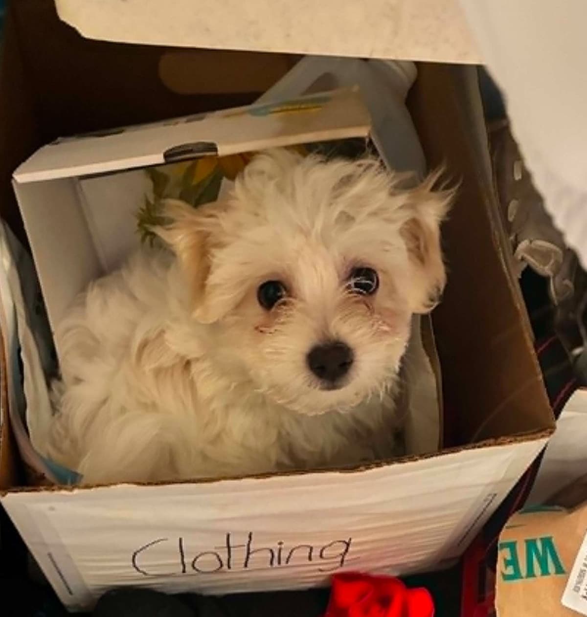 Coton de Tulear Puppies breeder image 8