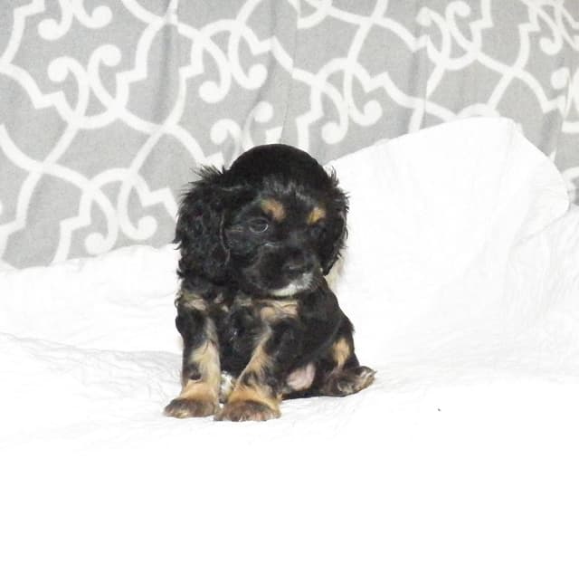 Cocker Spaniel Puppies media 2