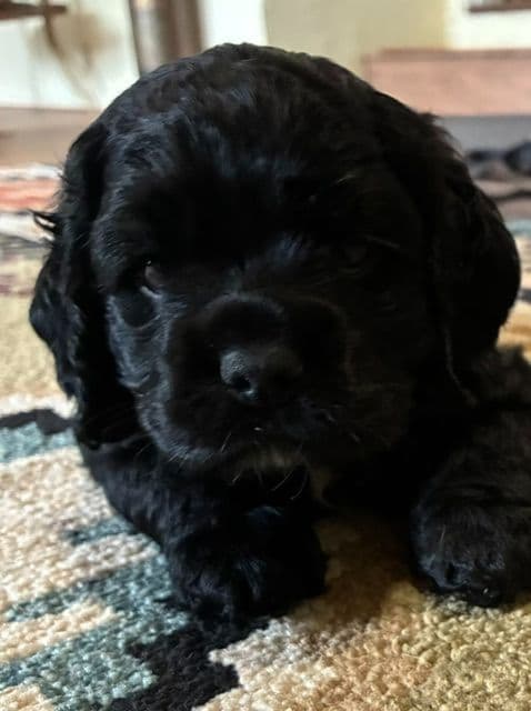 Cocker Spaniel Puppies breeder image 4