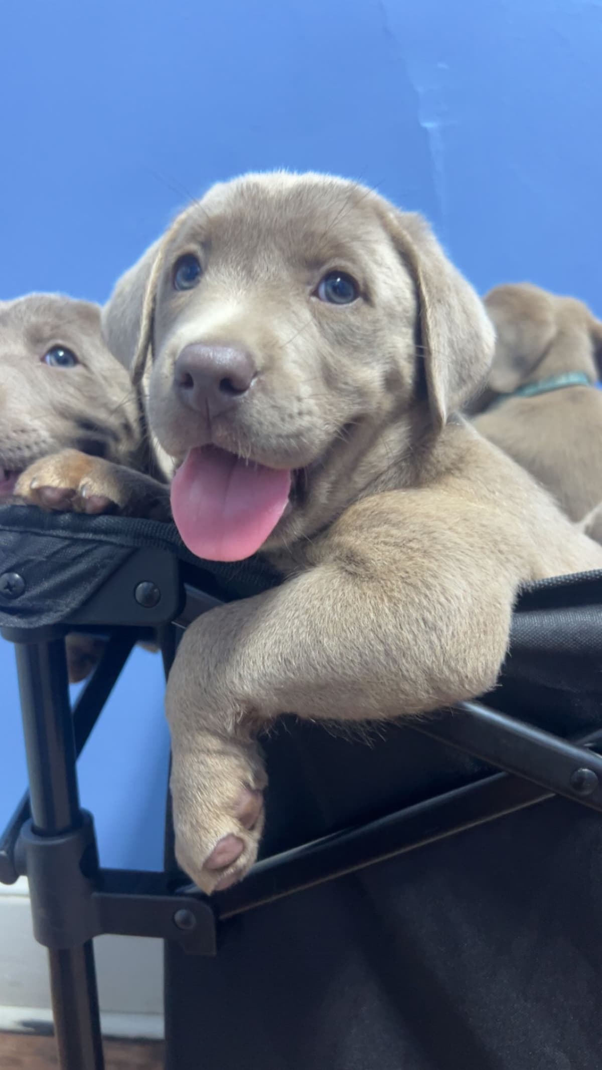 Labrador Retriever Puppies breeder image 1