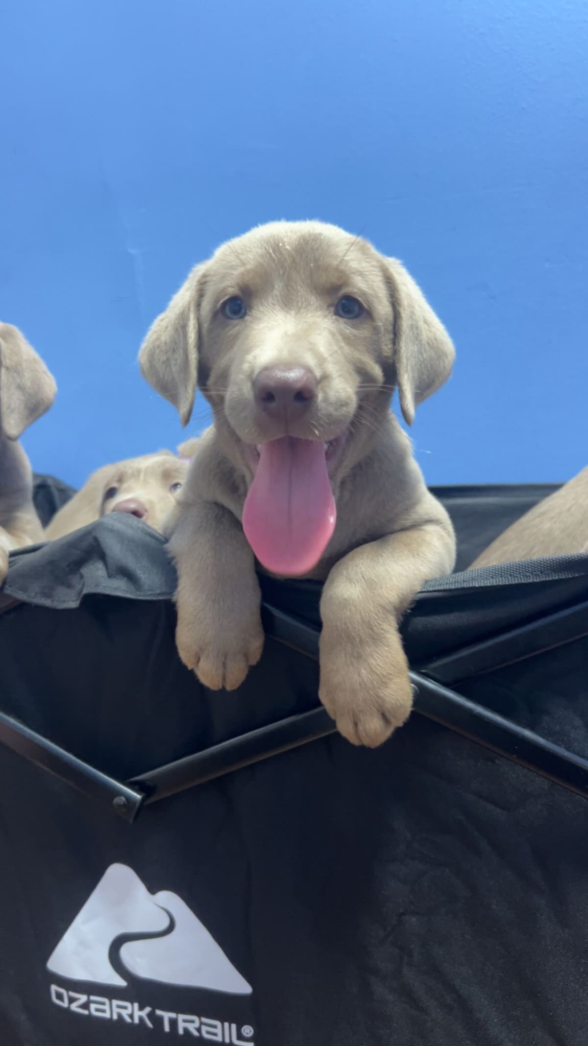 Labrador Retriever Puppies breeder image 2