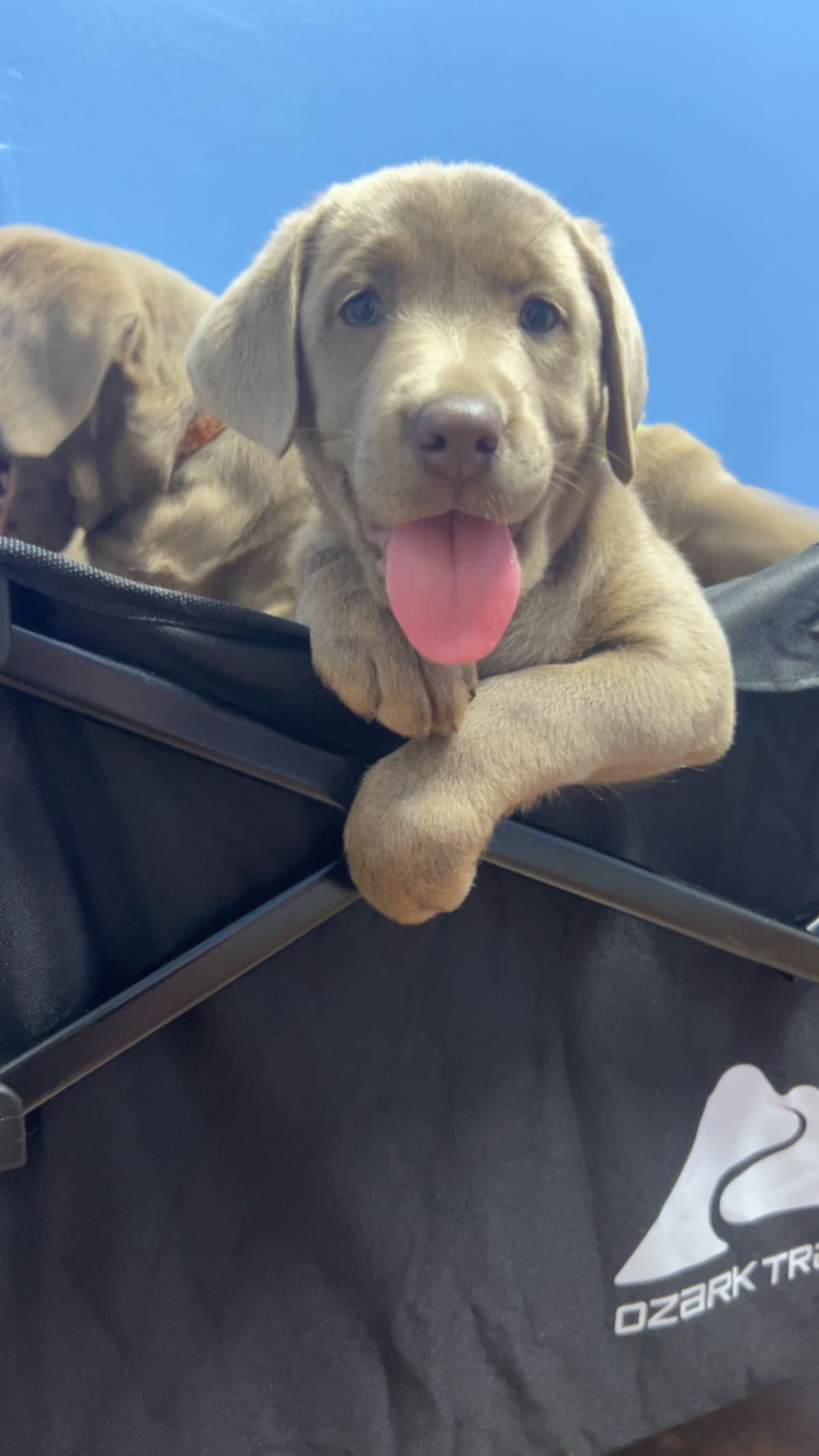 Labrador Retriever Puppies breeder image 3