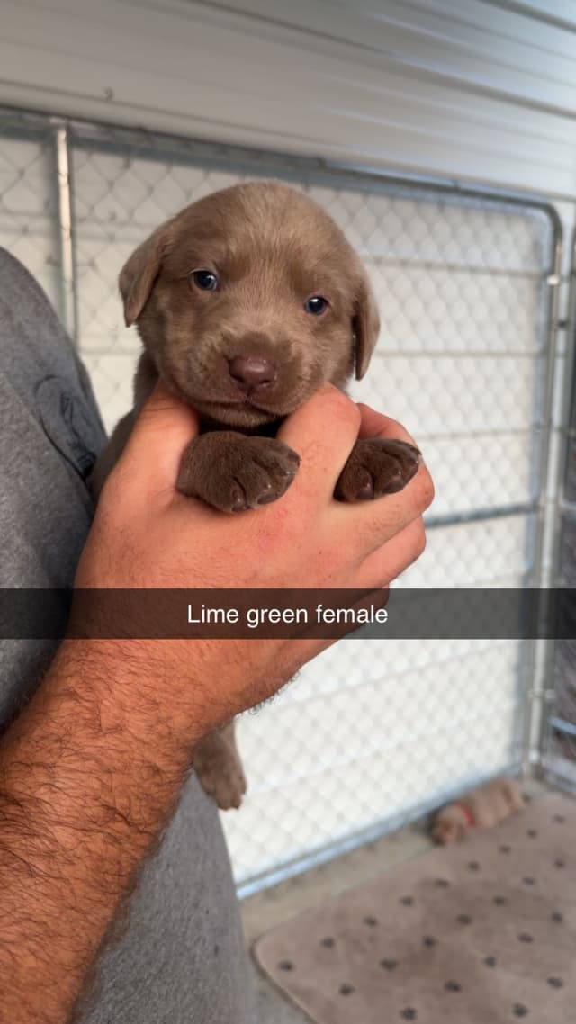 Labrador Retriever Puppies media 2