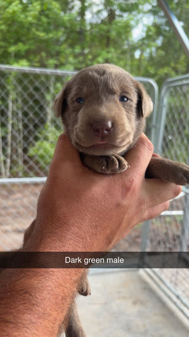 Labrador Retriever Puppies media 3