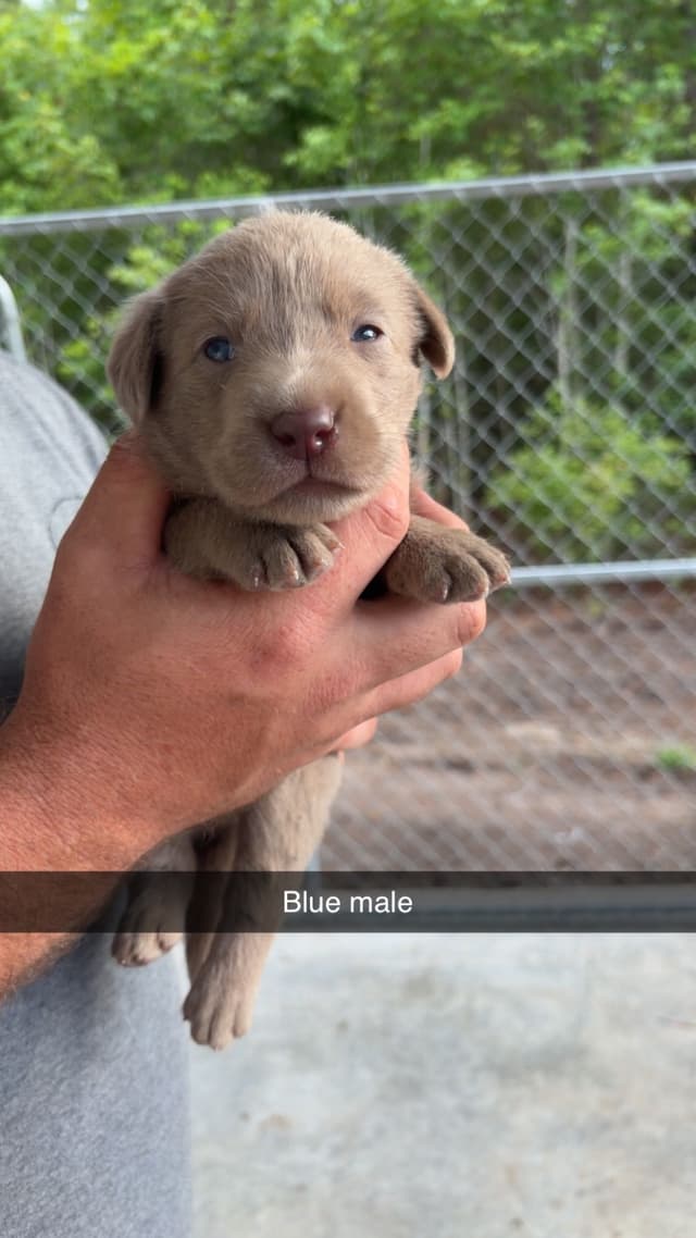Labrador Retriever Puppies media 4