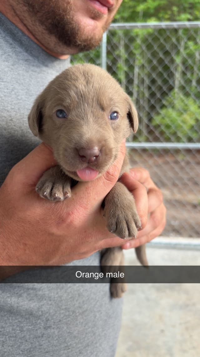 Labrador Retriever Puppies media 5