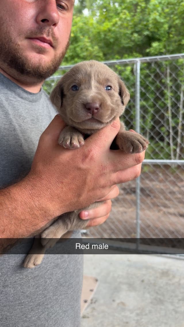 Labrador Retriever Puppies media 6