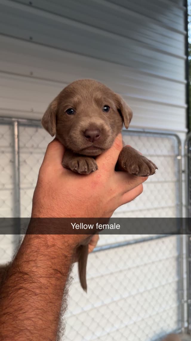 Labrador Retriever Puppies media 7
