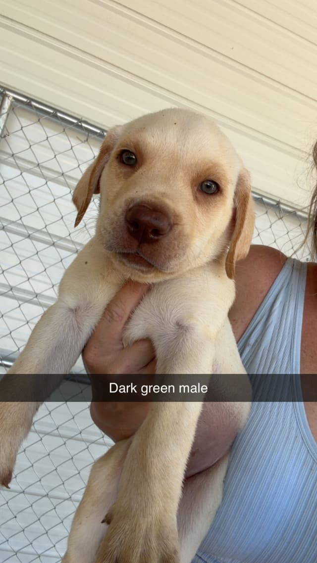 Labrador Retriever Puppies media 2