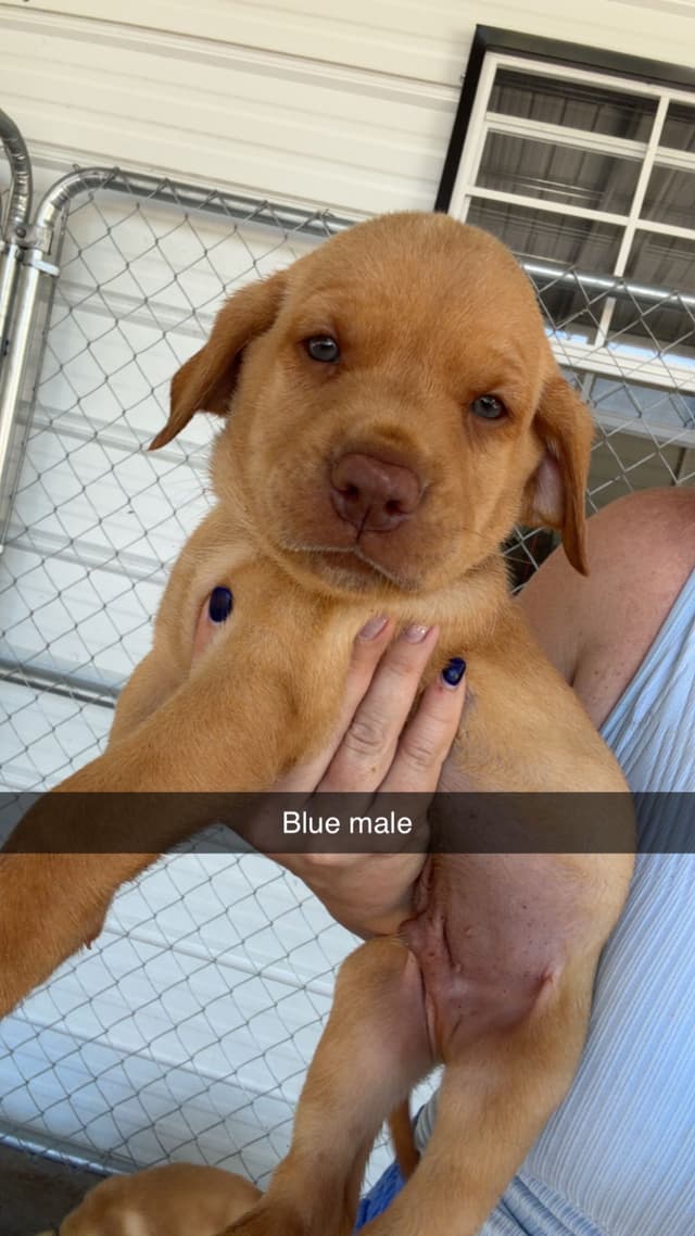 Labrador Retriever Puppies media 4