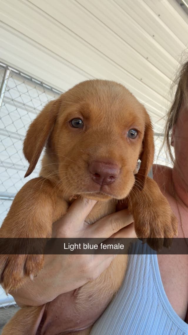 Labrador Retriever Puppies media 5