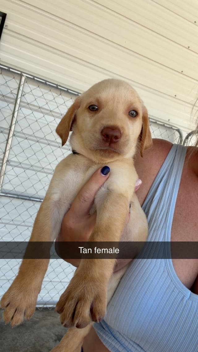 Labrador Retriever Puppies media 6
