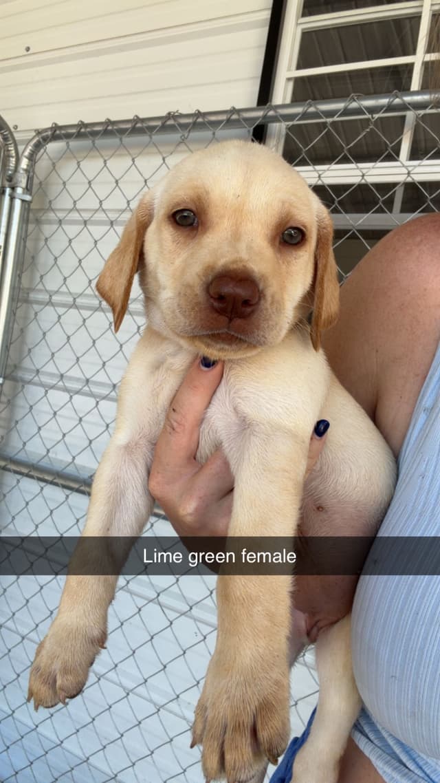Labrador Retriever Puppies media 7