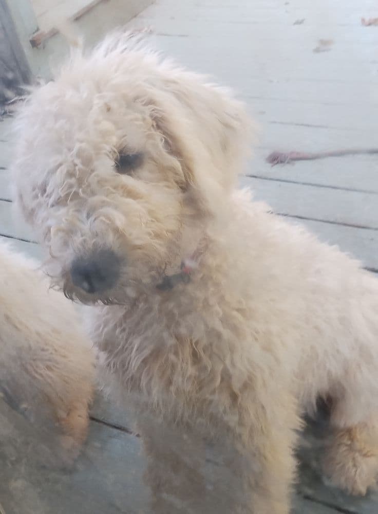 Komondor Puppies breeder image 1