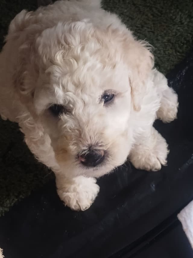 Komondor Puppies media 2