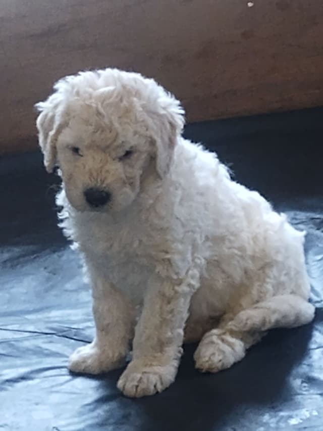 Komondor Puppies media 3