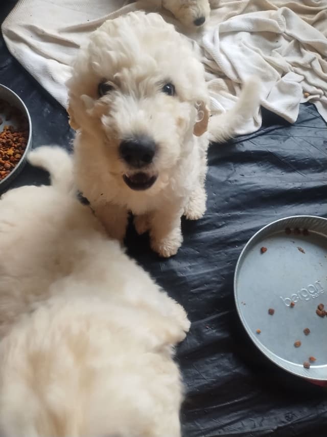 Komondor Puppies media 4