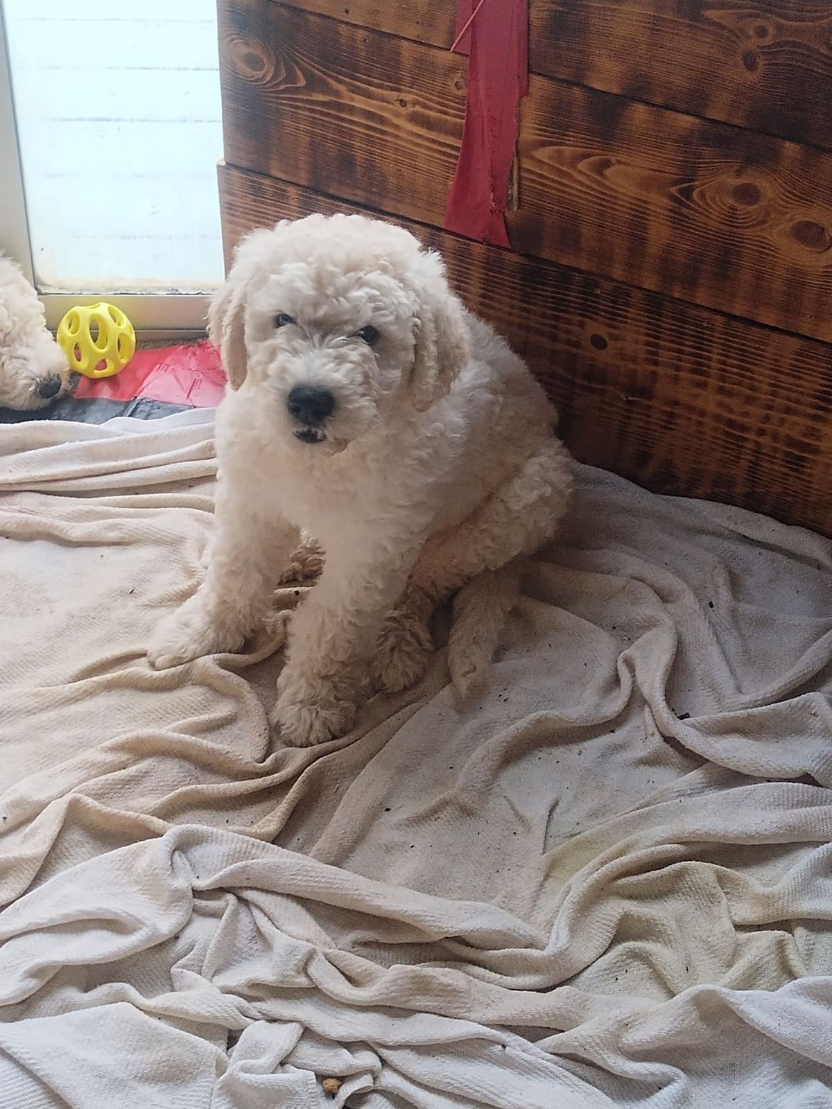 Komondor Puppies breeder image 2
