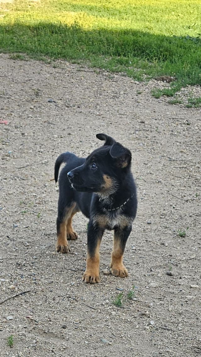 German Shepherd Puppies media 3
