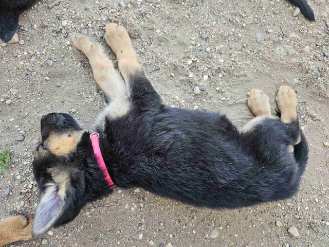 German Shepherd Puppies media 6