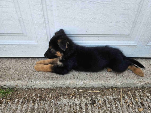 German Shepherd Puppies media 7
